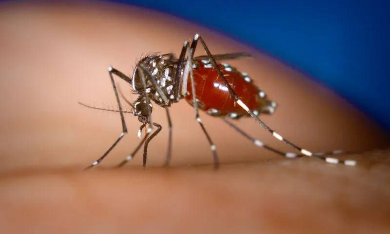 Imagem ilustrativa da imagem Jaboatão dos Guararapes inicia vacinação contra a dengue em crianças nesta quinta