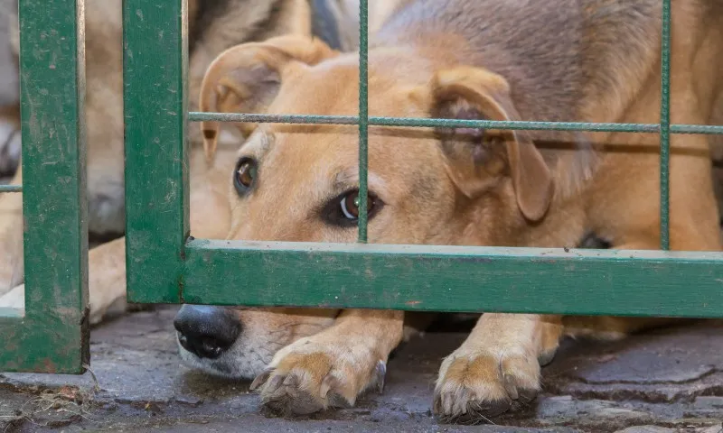 Imagem ilustrativa da imagem Maus tratos a animais: prefeituras registram 6 mil denúncias em um ano