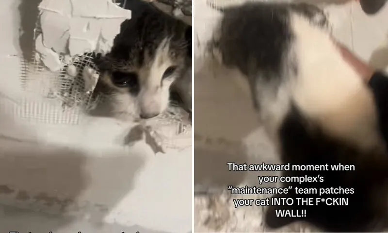 Imagem ilustrativa da imagem Mulher investiga barulho e descobre gato emparedado após reforma nos EUA