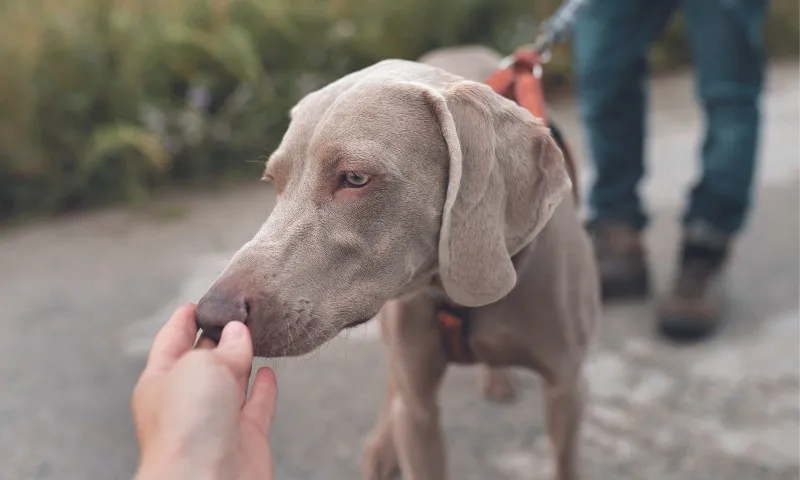 Imagem ilustrativa da imagem Multa de até R$ 30 mil para tutor que deixar cão andar sem coleira na rua