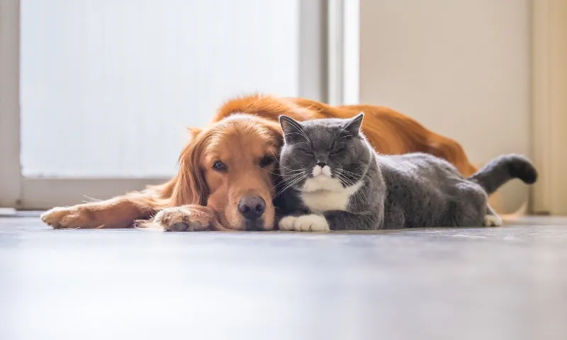 Imagem ilustrativa da imagem Mutirão para castrar 5 mil cães e gatos na Grande Vitória