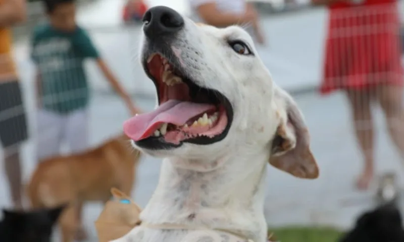 Imagem ilustrativa da imagem Shopping de Cariacica recebe feira de adoção de cães neste sábado