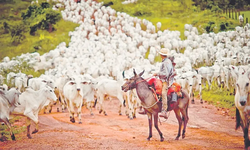 Imagem ilustrativa da imagem Turquia pode comprar 300 mil cabeças de gado do Brasil