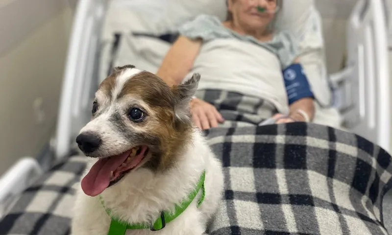 Imagem ilustrativa da imagem Visita inédita de cãozinho em hospital do ES leva alegria a pacientes