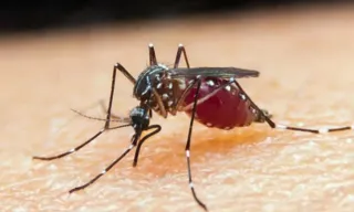 Imagem ilustrativa da imagem Estudo mostra como mosquitos podem 'farejar' humanos
