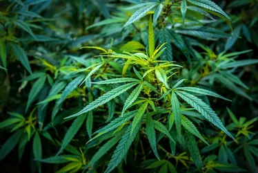 Imagem ilustrativa da imagem Alemanha aprova uso recreativo de maconha
