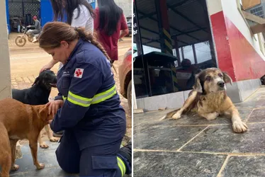 Imagem ilustrativa da imagem Após enchentes no Sul do ES, 400 cães e gatos são abandonados