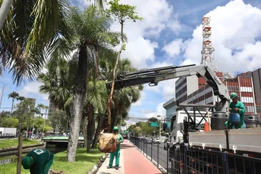 Imagem ilustrativa da imagem Avenida Agamenon Magalhães ganha mais de cem novas àrvores