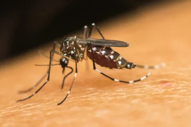 Imagem ilustrativa da imagem Brasil atinge 2 milhões de casos prováveis de dengue