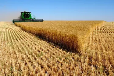 Imagem ilustrativa da imagem Brasil lidera exportação de sete alimentos
