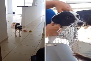 Imagem ilustrativa da imagem Cachorro abandonado é resgatado em apartamento em Vila Velha
