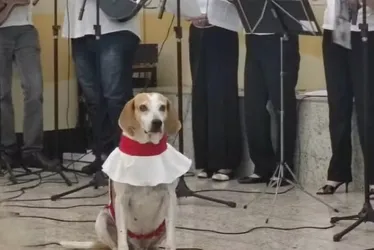 Imagem ilustrativa da imagem Cachorro se tornou 'cãoroinha' de igreja após ser adotado por padre