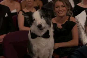 Imagem ilustrativa da imagem Cão ator vive dias de celebridade em Hollywood