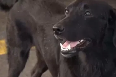 Imagem ilustrativa da imagem Cão "frentista" é adotado em posto de combustível no ES e viraliza na internet