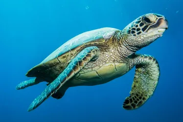 Imagem ilustrativa da imagem Como o lixo que jogamos no mar faz tartarugas-marinhas terem câncer
