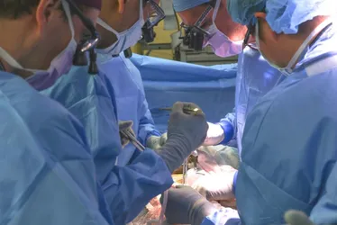 Imagem ilustrativa da imagem Equipe médica nos EUA faz primeiro transplante de rim de porco a um paciente vivo