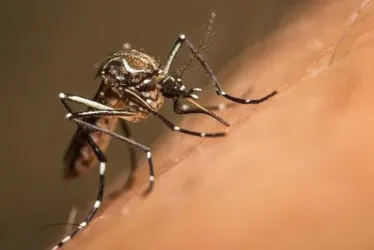 Imagem ilustrativa da imagem Primeira morte por Febre de Oropouche é confirmada no ES