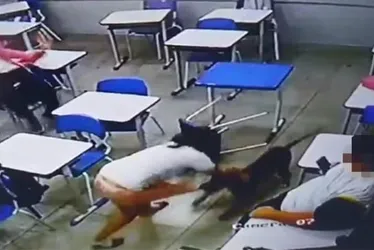 Imagem ilustrativa da imagem Estudante é atacada por cachorro dentro de sala de aula em escola de Goiás