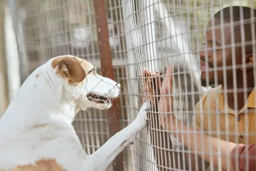 Imagem ilustrativa da imagem Evento de adoção de pets acontece neste sábado em Vitória