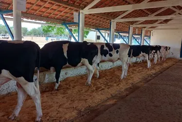 Imagem ilustrativa da imagem Governo de Pernambuco concede benefícios fiscais para impulsionar a Bacia Leiteira
