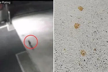 Imagem ilustrativa da imagem Japão: Cidade em alerta após gato cair em líquido tóxico e sair pelas ruas