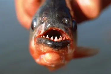 Imagem ilustrativa da imagem Mais de 10 pessoas são socorridas após ataque de piranhas em praia de São Paulo