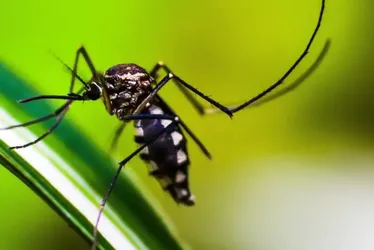 Imagem ilustrativa da imagem Mais de 12 mil casos prováveis de dengue em Pernambuco, sendo 827 confirmados