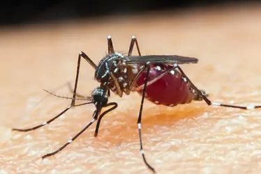 Imagem ilustrativa da imagem Estudo mostra como mosquitos podem 'farejar' humanos