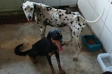 Imagem ilustrativa da imagem Mulher é presa por maus-tratos a animais em Cachoeiro de Itapemirim