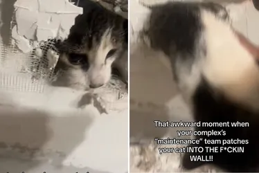 Imagem ilustrativa da imagem Mulher investiga barulho e descobre gato emparedado após reforma nos EUA