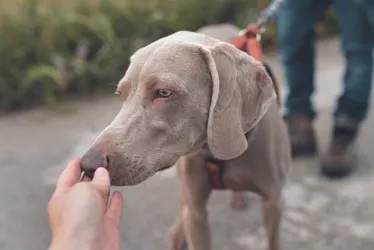 Imagem ilustrativa da imagem Multa de até R$ 30 mil para tutor que deixar cão andar sem coleira na rua
