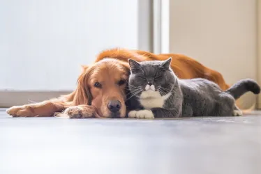 Imagem ilustrativa da imagem Mutirão para castrar 5 mil cães e gatos na Grande Vitória