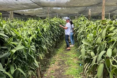Imagem ilustrativa da imagem Novos produtos do campo chegam a R$ 6 mil o quilo