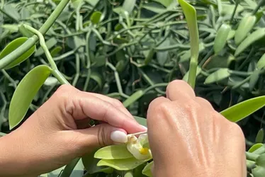 Imagem ilustrativa da imagem Novos produtos do campo chegam a R$ 6 mil o quilo