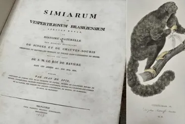 Imagem ilustrativa da imagem PF recupera livro de 1823 furtado há 16 anos no Pará
