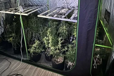 Imagem ilustrativa da imagem PM descobre estufa utilizada para plantio de pés de maconha em Viana
