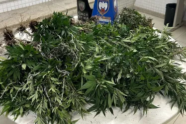 Imagem ilustrativa da imagem PM descobre estufa utilizada para plantio de pés de maconha em Viana