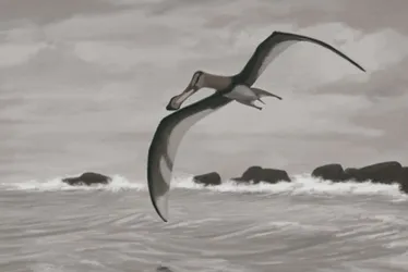 Imagem ilustrativa da imagem Pesquisador da Ufes decifra enigma da era dos dinossauros