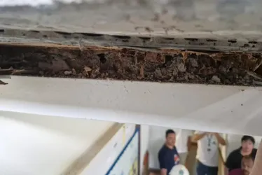 Imagem ilustrativa da imagem Piso de escola onde professora caiu em Vitória foi danificado por cupins, diz Crea