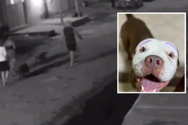 Imagem ilustrativa da imagem Policial militar mata cachorro a tiros e revolta família em Vila Velha