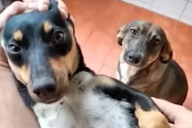Imagem ilustrativa da imagem Policial que matou dois cães em Vitória é denunciado pelo Ministério Público