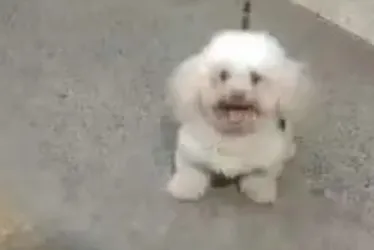 Imagem ilustrativa da imagem Poodle morre após ser atacado por pitbull em Salvador, na BA