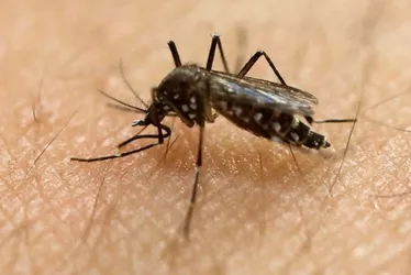 Imagem ilustrativa da imagem Primeira morte por dengue é confirmada no ES em 2025