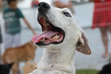Imagem ilustrativa da imagem Shopping de Cariacica recebe feira de adoção de cães neste sábado