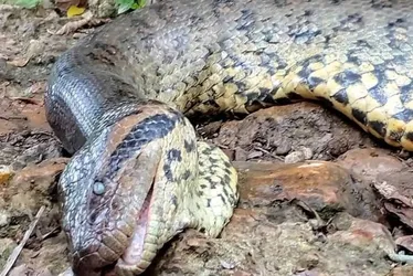 Imagem ilustrativa da imagem Sucuri famosa por vídeos em Bonito (MS) morreu de causas naturais, aponta perícia