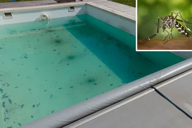 Imagem ilustrativa da imagem Surto de dengue acende alerta para cuidados com piscinas