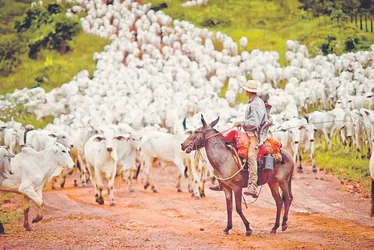 Imagem ilustrativa da imagem Turquia pode comprar 300 mil cabeças de gado do Brasil