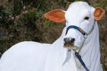 Imagem ilustrativa da imagem Vaca de R$ 21 milhões leiloada em SP entra para o livro dos recordes