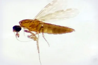 Imagem ilustrativa da imagem Febre oropouche: doença que matou 2 no Brasil já tem 407 casos confirmados no ES