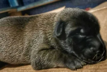 Imagem ilustrativa da imagem Votação na internet vai escolher nomes de cães da Polícia Militar